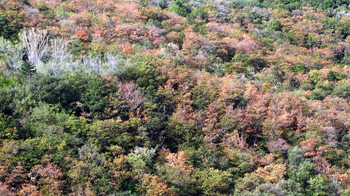 aerial of trees in a forest
