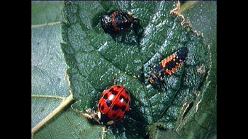 insects on a leaf