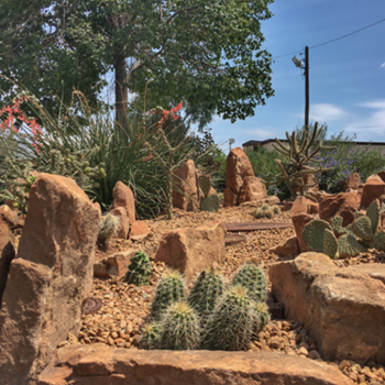 drought resistant landscaping