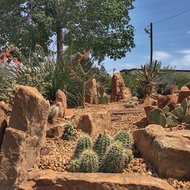 drought resistant landscaping