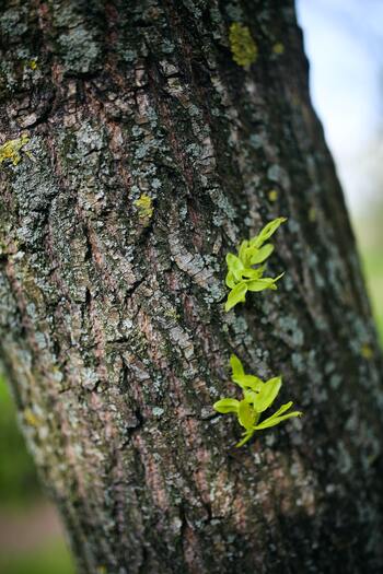 tree with sprouts
