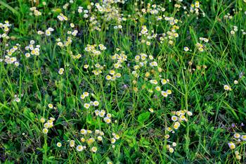 wildflowers