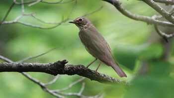 Small grey bird on branch