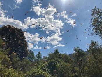 A group of monarch butterfly's