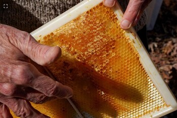Leszek Vincent details how honey is cultivated by bees Saturday at his home. 