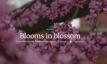 Blooms in blossom - Columbia, adding some hints of color.