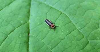 Firefly on leaf